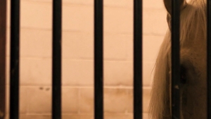 Men: From Horses to Hard Cocks